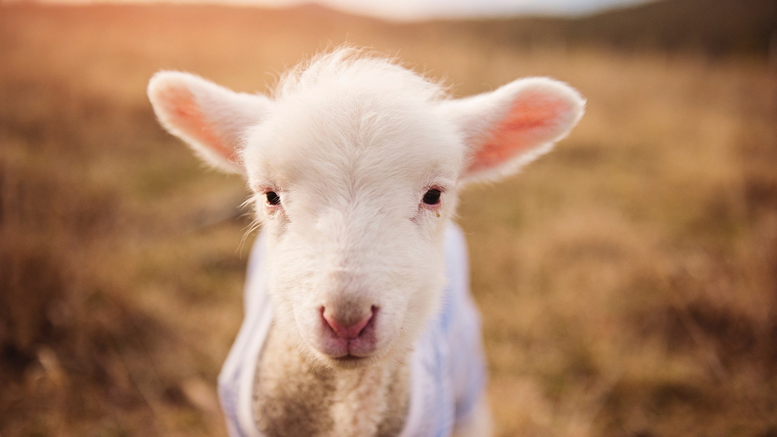 体育场馆安全应急预案，体育场馆安全事项清单